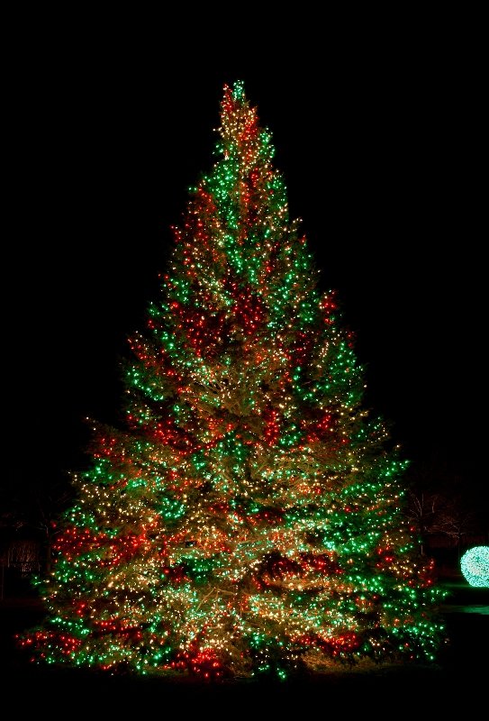 Outdoor Christmas Tree