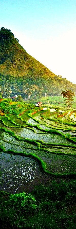 Rice Terrace Bali, Indonesia