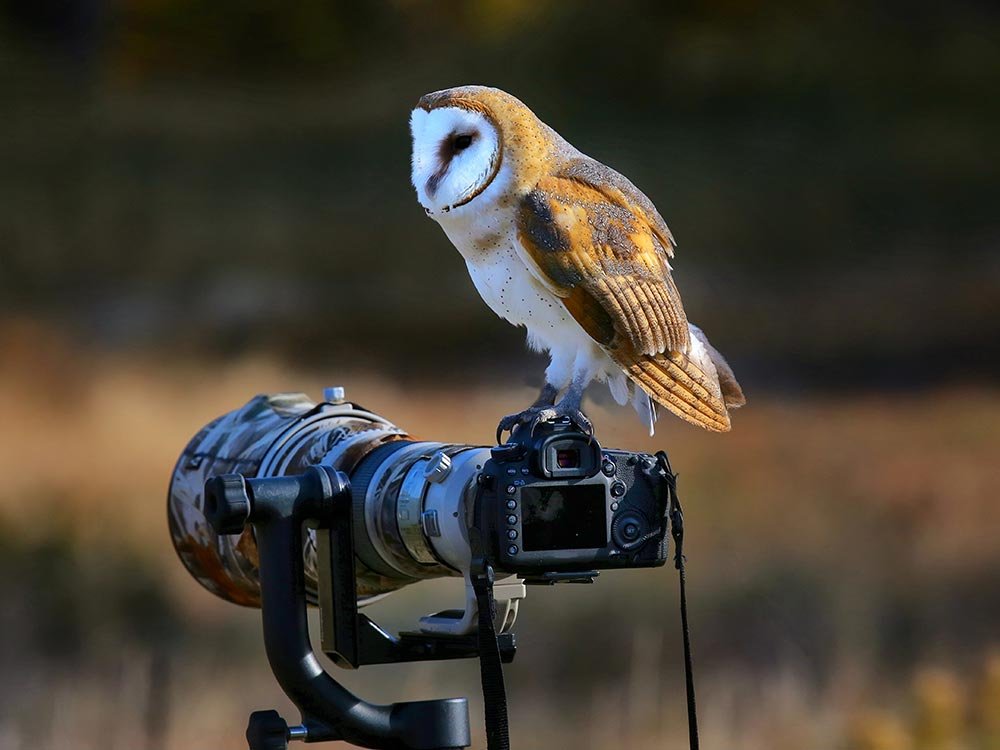 Bird Photography (16)