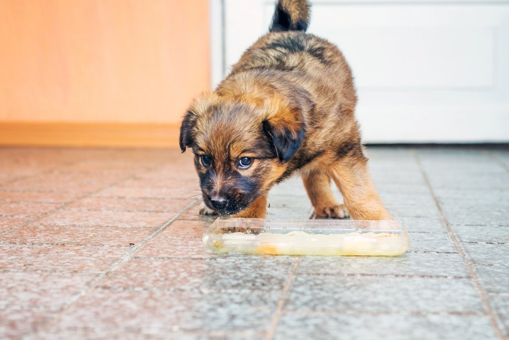 A small puppy consumes food in the room_
