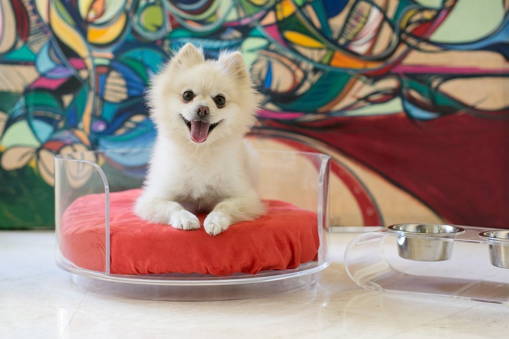 Acrylic Curved Clear Dog Bed