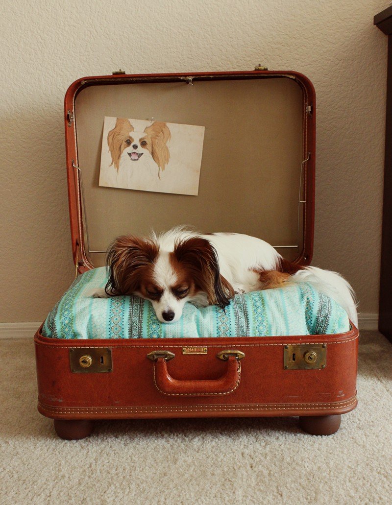 Recycled Suitcase Dog Bed