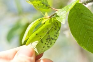 Do Green Pesticides Work?
