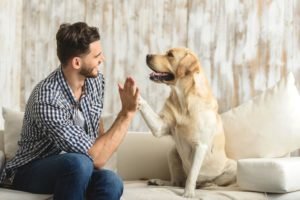How to Keep Your Dog Happy by Creating the Perfect Room