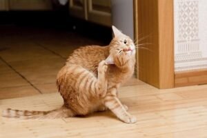 Diagnosing and Treating Your Itchy Cat